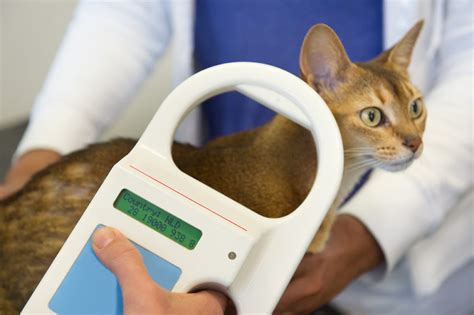 scan cat microchip with phone